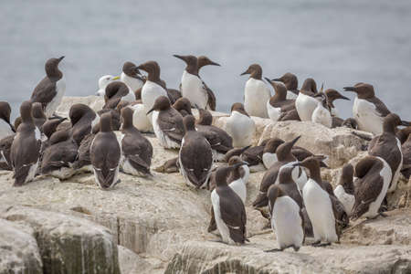 Large nesting Guillemot (Uria aalge) colony on coastal cliffsの写真素材