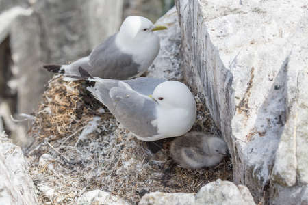 Kittiwake (Rissa tridactyla) nesting with young chickの写真素材