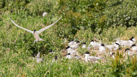 Sandwich Tern (Sterna sandvicensis.)  seabirds nesting with youngの写真素材