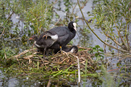 European Coot (Fulica atra) family on nestの写真素材
