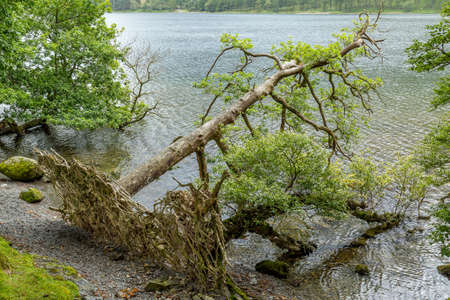 A fallen tree at Buttermere, one of the lakes in the Lake District, Cumbria, United Kingdom.の写真素材