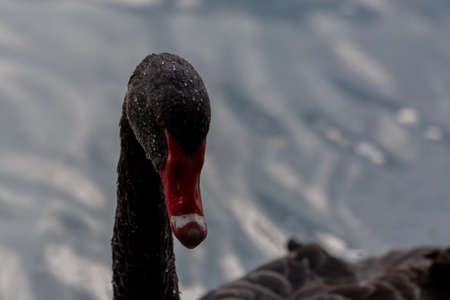 Wild black swan (Cygnus atratus) with cygnets swimming in UK inland lake.の写真素材
