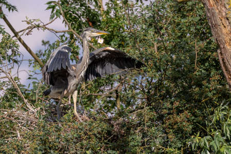 Wild grey heron, ( Cinerea Ardea) fledgling, nesting within a heronry.の写真素材
