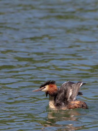 Great crested grebe (Podiceps cristatus)