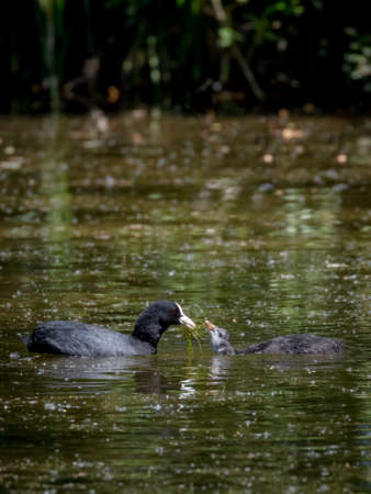 Eurasian coot, (Fulica Atra) swimming with its chicksの写真素材