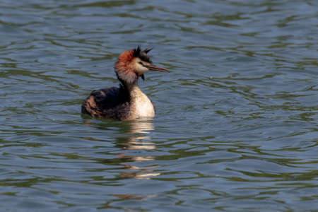 Great crested grebe (Podiceps cristatus)