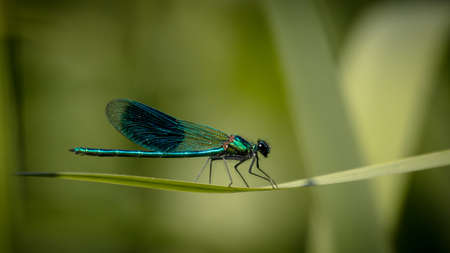 Close up of emerald damselflyの写真素材