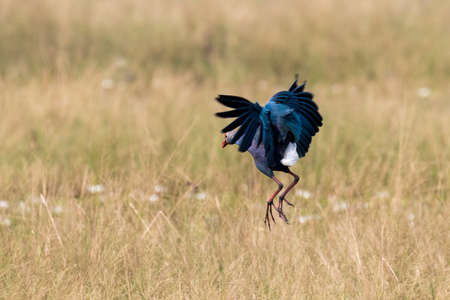 Grey-headed swamphen (Porphyrio poliocephalus) a species of swamphen occurring from the Middle East and the Indian subcontinent to southern China and northern Thailandの写真素材