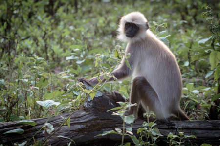 Wild Langur monkeys seen in Wayanad jungle Kerala Indiaの写真素材