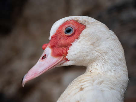 Muscovy duck (Cairina moschata momelanotus) portraitの写真素材