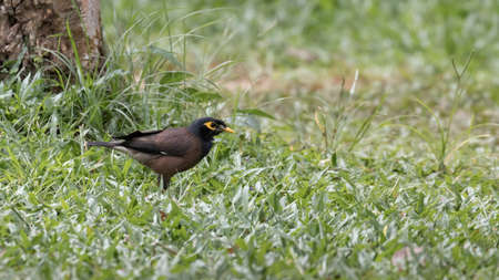 A single common myna bird standing on grass, Kerala, India