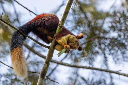 A single indian giant squirrel, Ratufa indica, laying on branch. Wayanad forest Indiaの写真素材