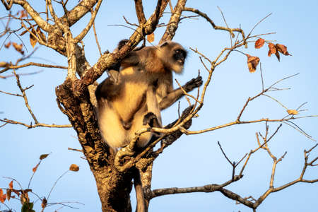 Single wild langur monkey in tree. Wayanad, India