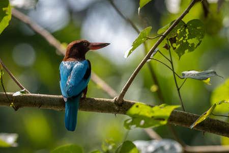 Single white throated kingfisher bird perched on branch, in the Kerala backwaters, Indiaの写真素材