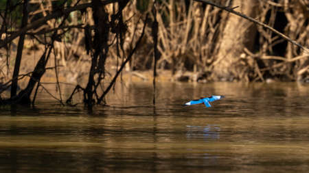 Single white throated kingfisher bird flying, in the Wayanad forest area, Indiaの写真素材