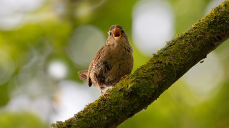 A single wren songbird singing on a branch. UK