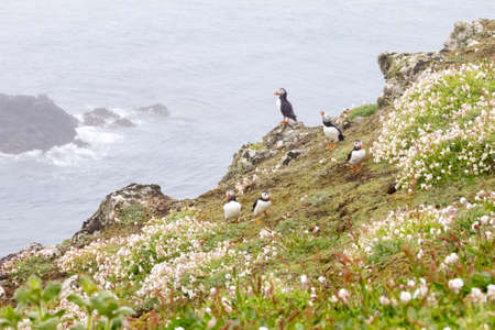The beautiful atlantic puffin, photographed in the wild on an island off the coast of the UK