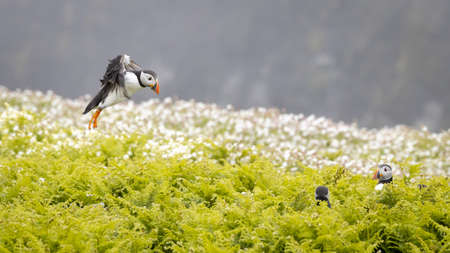 The beautiful atlantic puffin, photographed in the wild on an island off the coast of the UKの写真素材
