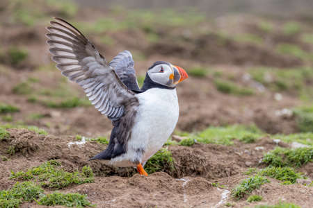 The beautiful atlantic puffin, photographed in the wild on an island off the coast of the UKの写真素材