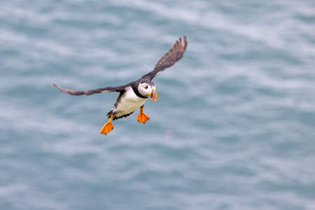 The beautiful atlantic puffin, photographed in the wild on an island off the coast of the UK