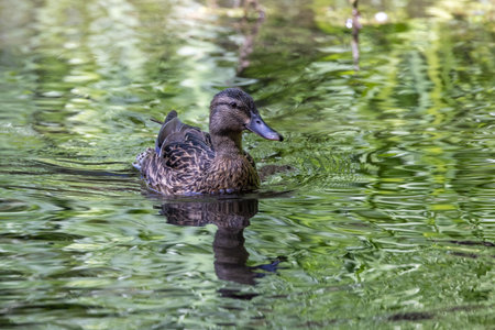 Female mallard duck swimming in green waterの写真素材