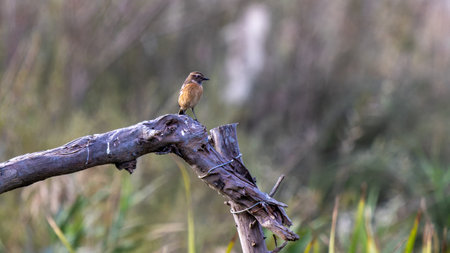A solitary stonechat perched on a logの写真素材