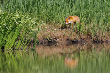 A stunning Red Fox, stalking prey along the edge of a lakeの写真素材
