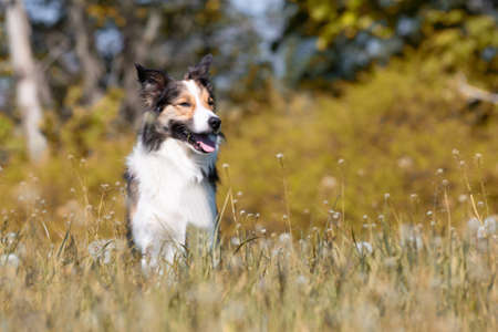 Border Collieの写真素材