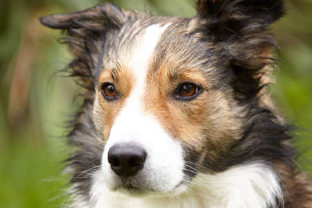 Border Collieの写真素材