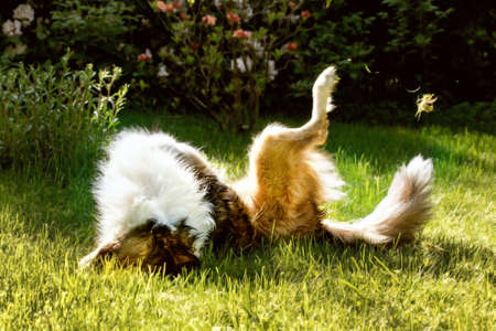 Border Collieの写真素材