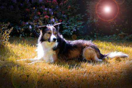 Border Collieの写真素材