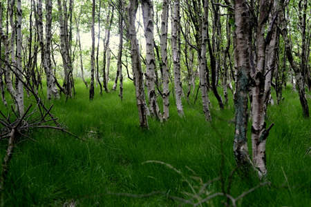 Birchwoodの写真素材