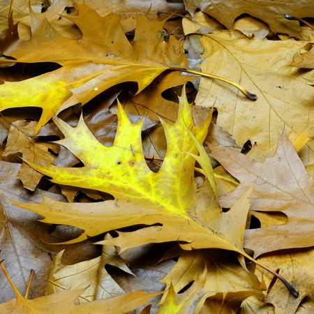 autumn leafs 3