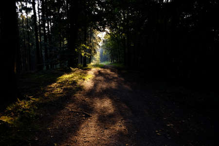 IF sunlight on forest track 1の写真素材