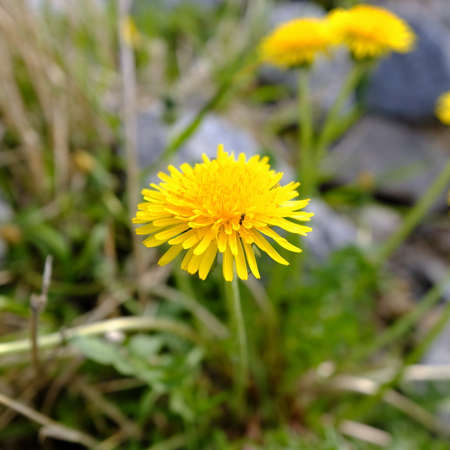 Mayflower in focus