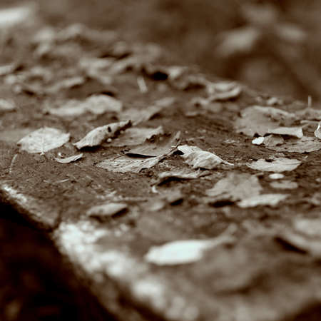 Autumn leafs on a wooden bench