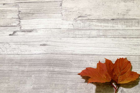 autumn leavesの写真素材