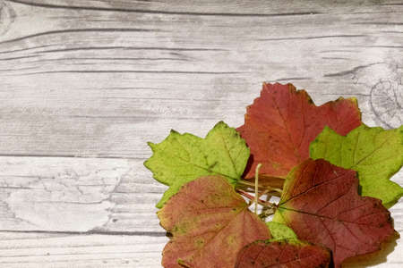 autumn leaves