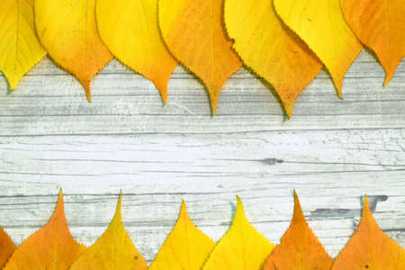 autumn leavesの写真素材