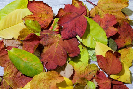 autumn leavesの写真素材