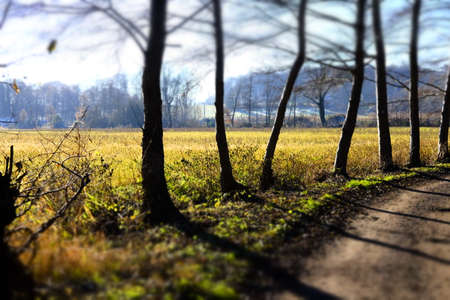 a grove and a small pathの写真素材