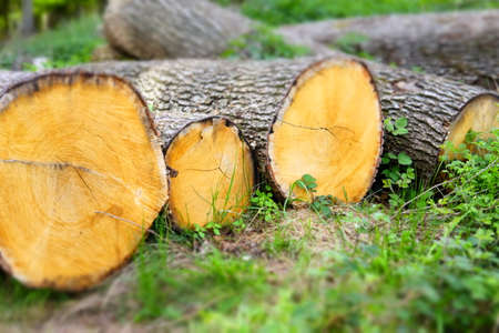 Wood trunksの写真素材