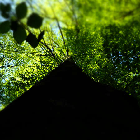 perspective tree