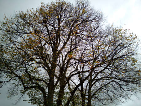 season tree