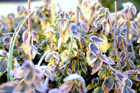 between fall and winterの写真素材