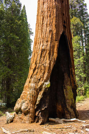 giant sequoia with fire scar 