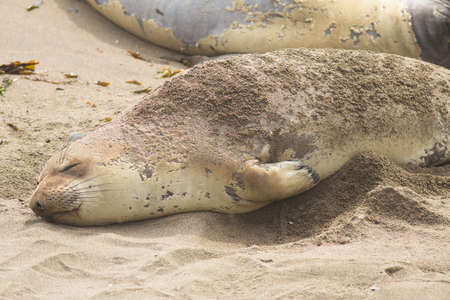 elephant seals at a beach in california の写真素材