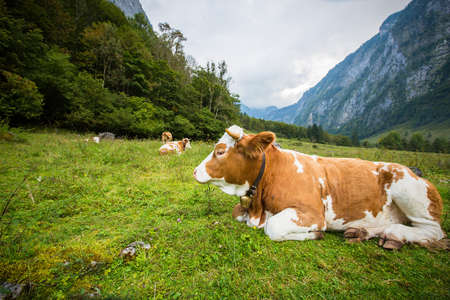 cow in the bavarian alpsの写真素材