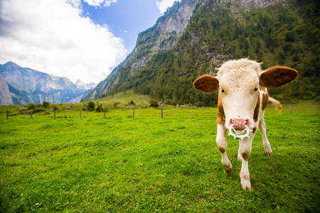 cow in the bavarian alpsの写真素材