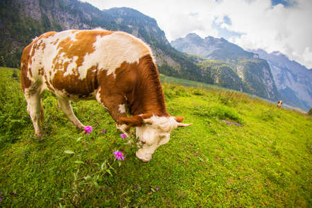 Cow on a meadow in the mountains の写真素材